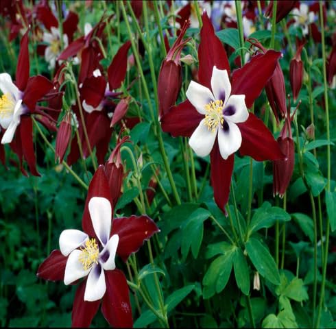 White Maroon Amaryllis Flower Seeds