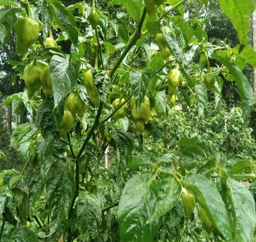 Green Jolokia vegetable seeds for Home Gardening, Organic Raised Bed Garden Favorite for kitchen garden planting