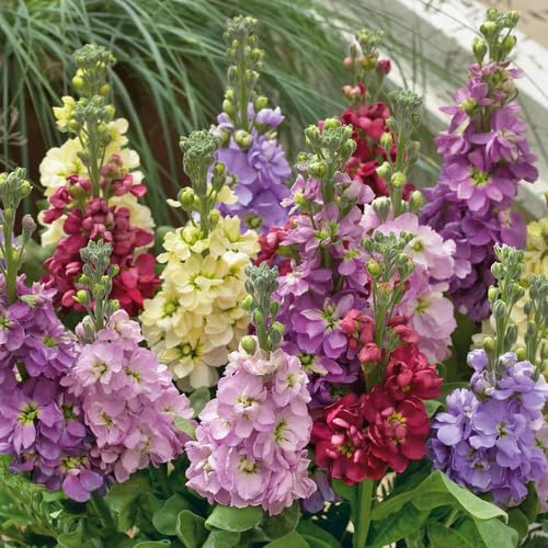 Mixed Matthiola Flower Seeds