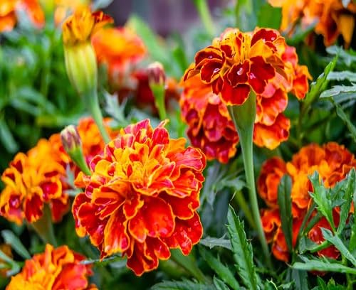 Mixed Marigold Flower Seeds