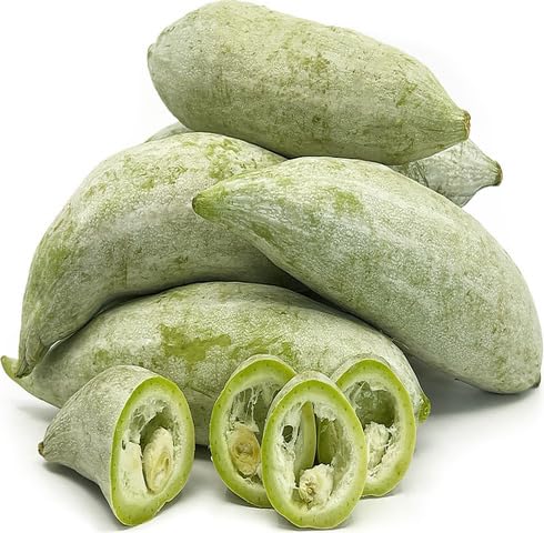 Green cucumerina vegetable seeds for Home Gardening, Nutritious Backyard Harvest for kitchen garden planting