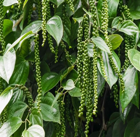 Green Nigram Pepper Plant Seeds vegetable seeds - Heirloom, Organic, Non Gmo Garden Seeds for kitchen garden planting