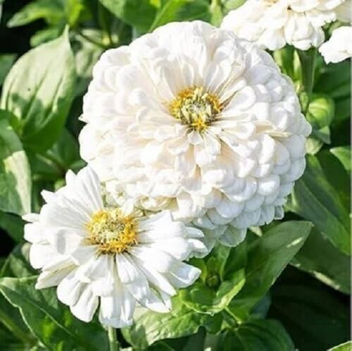 White Zinnia Flower Seeds