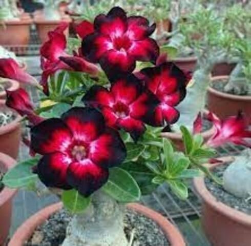 Marron Adenium Obesum Flower Seeds