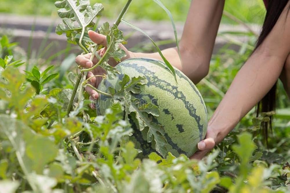 watermelon citrullus lanatus in vegetable patch Fruit