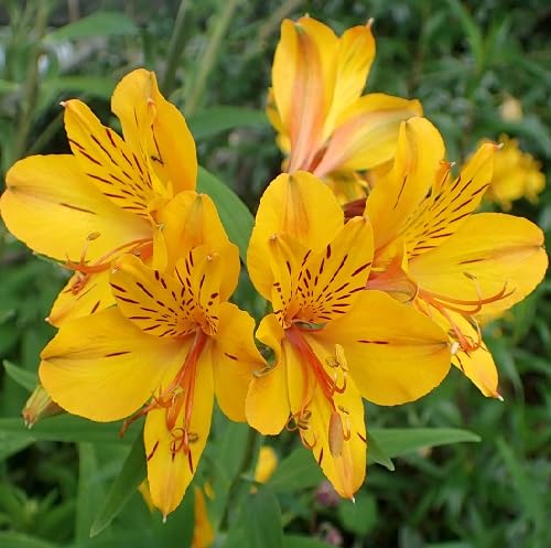 Yellow Alstroemeria Flower Seeds