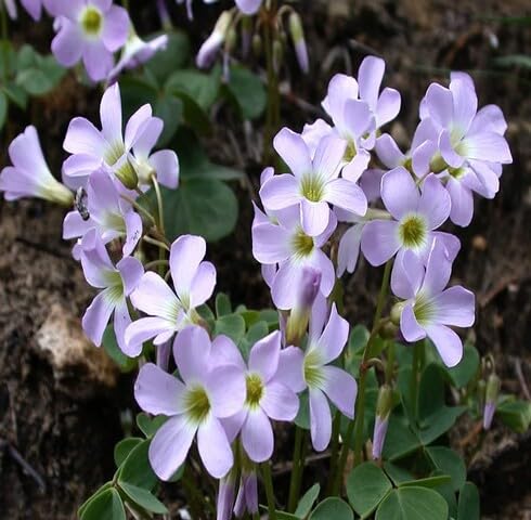 Purple Oxalis violacea Flower Seeds