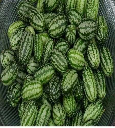 cucamelon vegetable seeds Green vegetable seeds for Home Gardening, Organic Raised Bed Gardening for kitchen garden planting