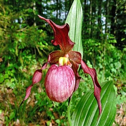 Red Cypripedium Flower Seeds