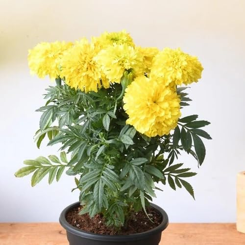 Yellow Marigold Flower Seeds