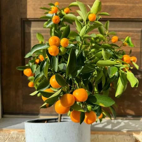 Orange Calamansi Fruit fruit seeds for organic garden planting