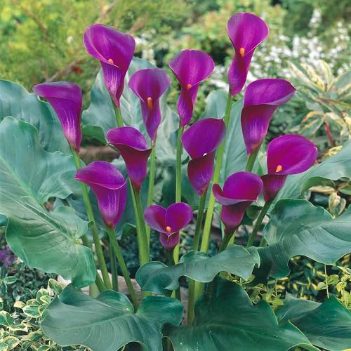 Purple Calla Lily Flower Seeds