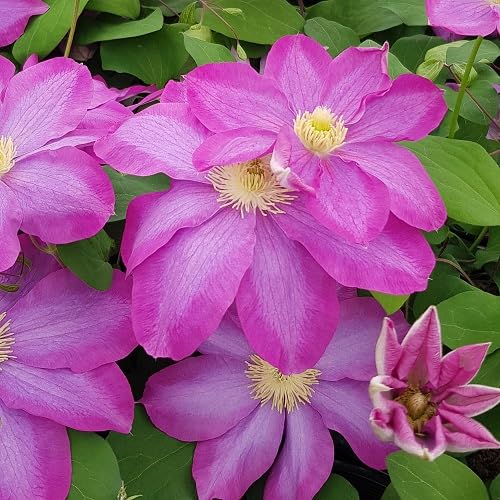 Pink Clematis Flower Seeds
