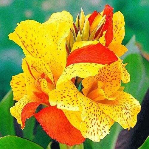 Yellow Orange Canna Lilly Flower Seeds