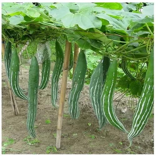 Trichosanthes Cucumerina vegetable seeds - Heirloom, Organic, Non Gmo Garden Seeds for kitchen garden planting