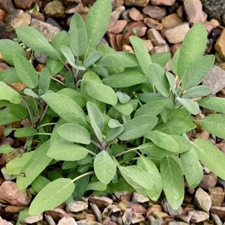 sage Plant Seeds Green herb seeds - home gardening, heirloom garden seeds