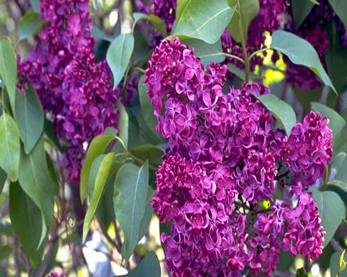 Purple Osmanthus Flower Seeds
