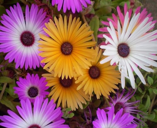 Mesembry Flower Seeds