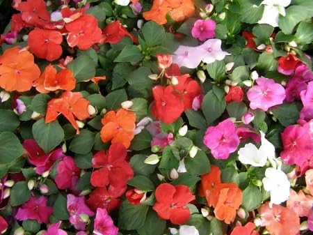 Impatiens Flower Seeds