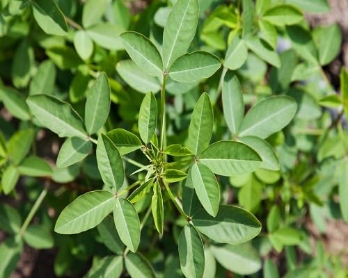 Chipilin Green vegetable seeds for Home Gardening, Heirloom, Non-GMO, High Germination for kitchen garden planting