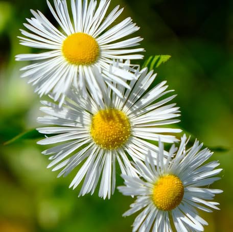 White Erigeron Flower Seeds