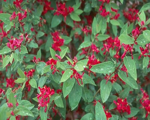 Red Honeysuckle Flower Seeds