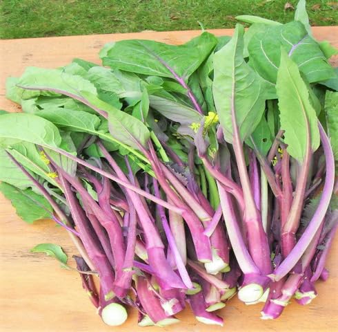 Purple Choy Sum vegetable seeds - Heirloom, Organic, Non Gmo Garden Seeds for kitchen garden planting