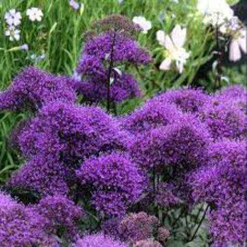 Purple Trachelium Flower Seeds