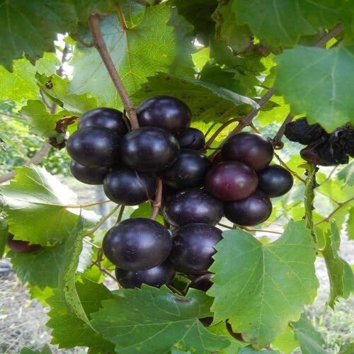 Black Muscadine Fruit Seeds organic garden seeds