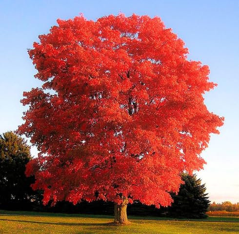 red Okra Tree vegetable seeds for Home Gardening, Natural Farm Fresh Gardening Choice for kitchen garden planting