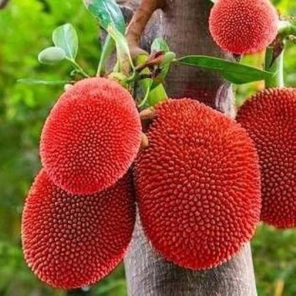 Red Jackfruit Fruit Sweet Tropical Tree Your Gmo Free For Kitchen Fruit Seeds