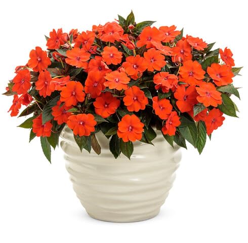 orange impatiens flower seeds