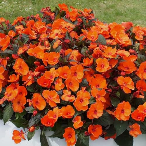 Orange Impatiens Flower Seeds