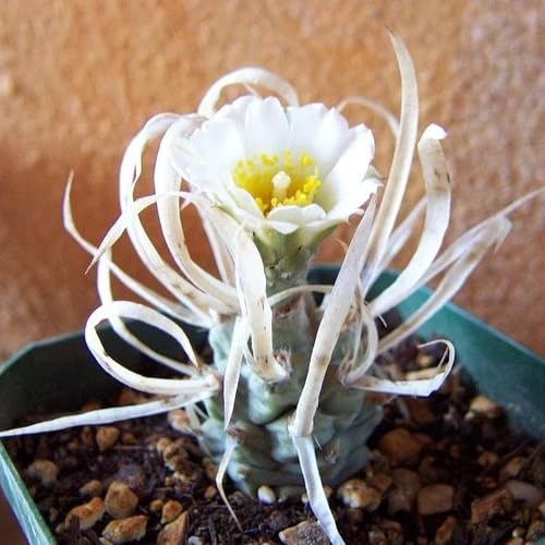 Articulatus Flower Seeds