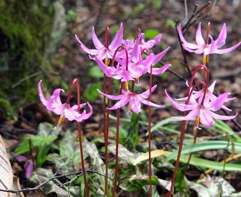 Pink Erythronium Flower Seeds