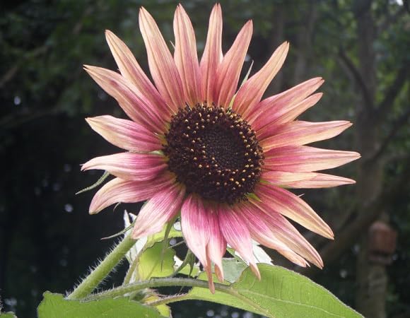 Giant Hibiscus Flower Seeds