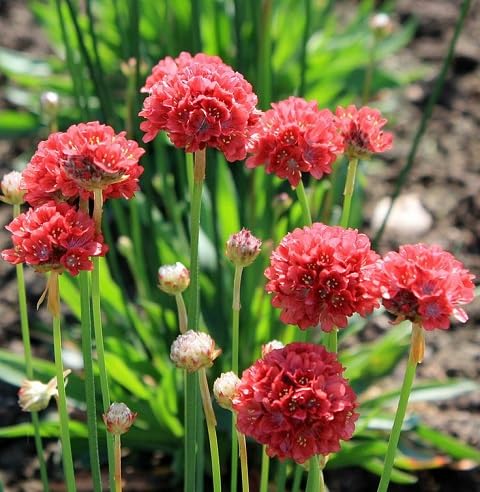 Red Generic Armeria pseudarmeria Flower Seeds