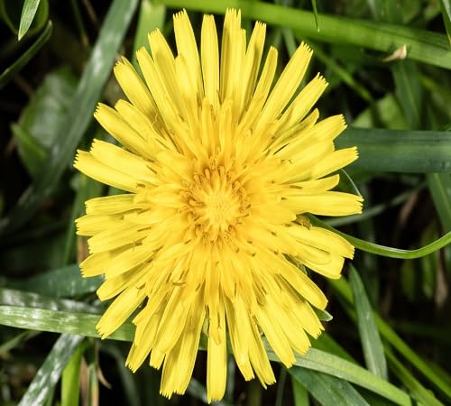 Yellow Giant Dandelion Flower Seeds