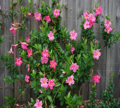 Pink Mandevilla Flower Seeds