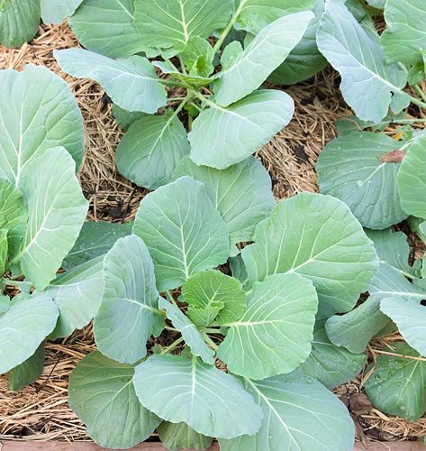 Green Gailan vegetable seeds - Heirloom, Organic, Non Gmo Garden Seeds for kitchen garden planting