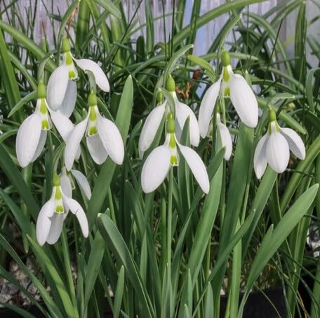 White Galanthus gracilis Flower Seeds