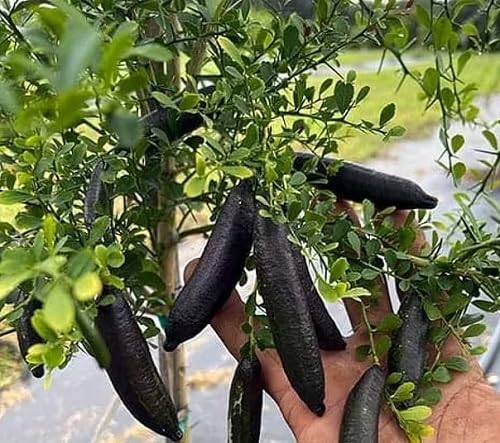 Black Finger Limes . Fruit Seeds organic garden seeds