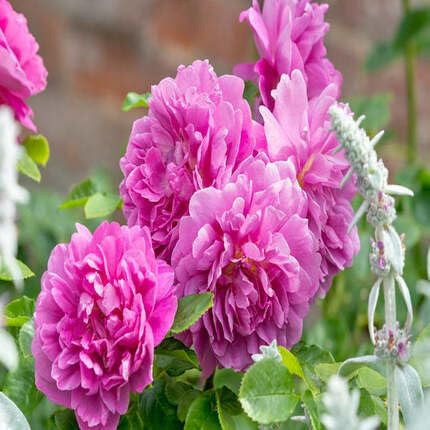 PINK AUSTIN ROSE FLOWER SEEDS