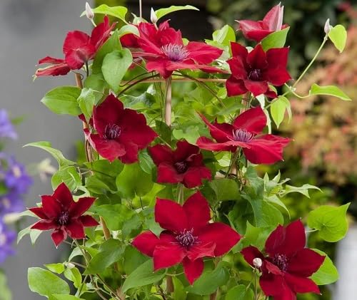 Red Clematis Flower Seeds