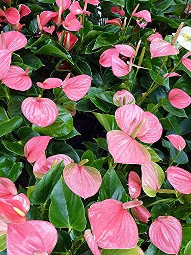 pink blooming giant anthurium