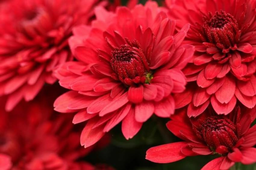 Red Giant Chrysanthemum Flower Seeds