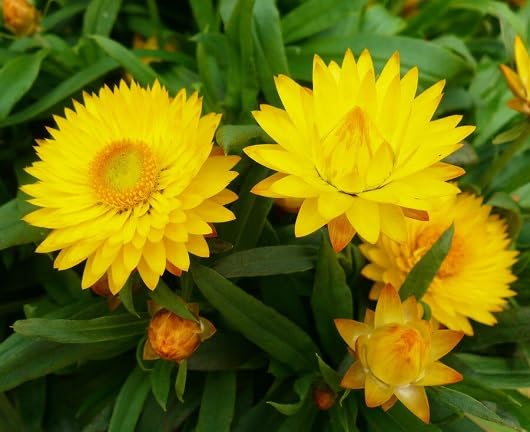 Yellow Strawflower Seeds