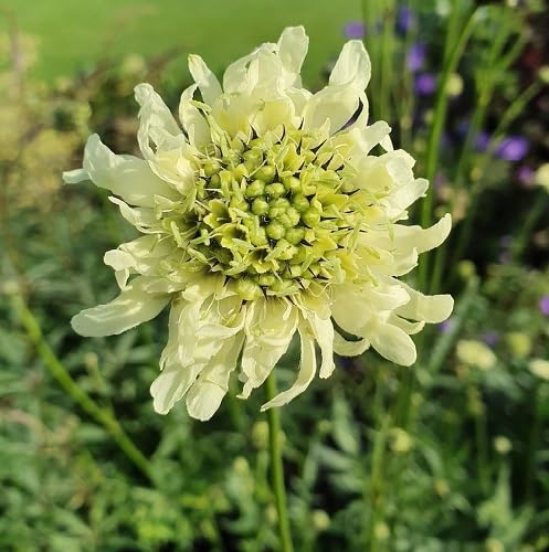 Yellow Cephalaria Flower Seeds