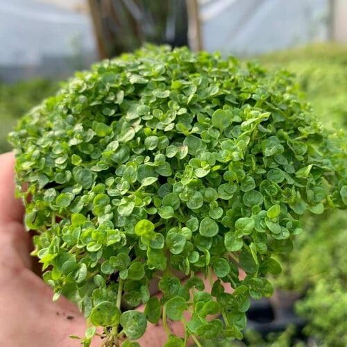 Green Corsican Mint Plant Seeds herb seeds - healthy herbs, kitchen garden garden seeds