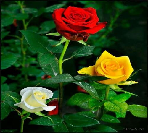 Red Yellow Rose Flower Seeds